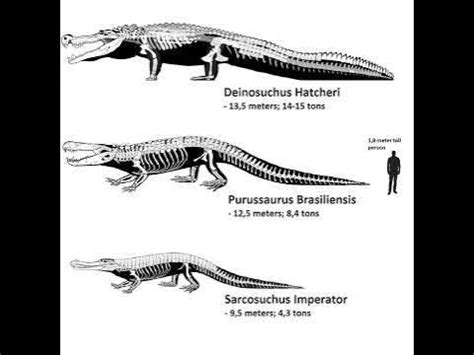 deinosuchus vs sarcosuchus size.